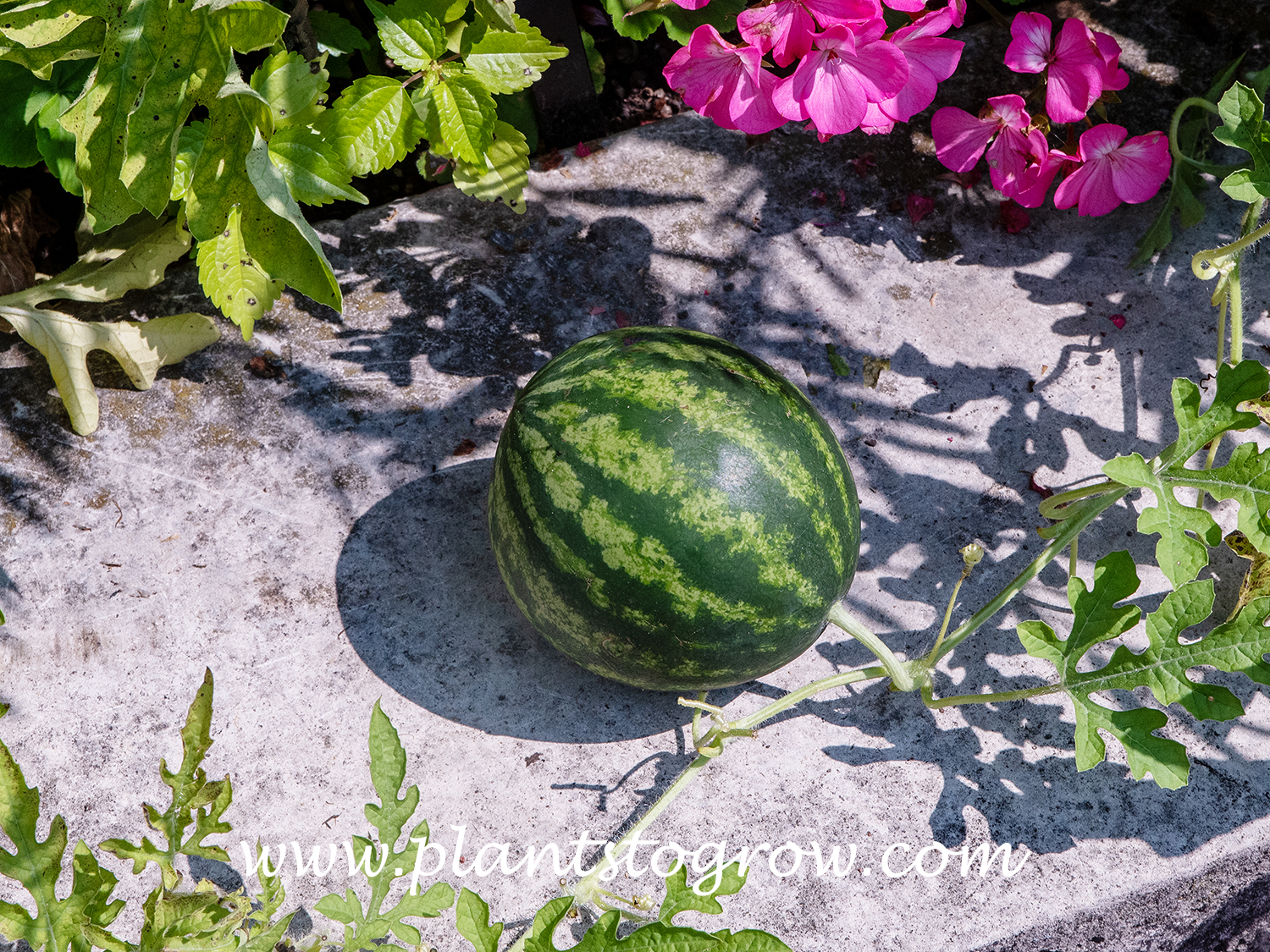 Mini Love Watermelon (Citrullus lanatus)